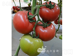 �W˼�ȶ�̖F1���a���������A�\��-���ѷN��-�֠���˹