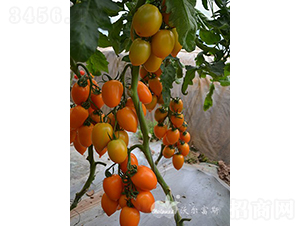 �����_F1���߮a�Sɫ�_�����ѣ�-���ѷN��-�֠���˹