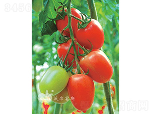 �t��ɽF1����TY�t�_����ͷ��ѣ�-���ѷN��-�֠���˹