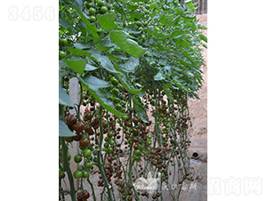 ��ؐؐF1����ɫ�A��С���ѣ�-���ѷN��-�֠���˹