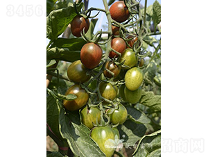 ��ǧ��F1����ɫǧ�����С���ѣ�-���ѷN��-�֠���˹