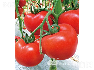 ��t����208F1����t����Ʒ�N��-���ѷN��-�֠���˹