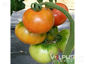 ��ؐ����̖F1������ɿ���ɫ��ݮ���ѣ�-���ѷN��-�֠���˹