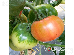 ��ؐ��21̖F1���������ɫ��ݮ���ѣ�-���ѷN��-�֠���˹