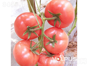 ����˹��̖F1����TY�����۹����ѣ�-���ѷN��-�֠���˹