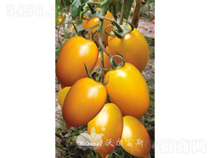 ���_��F1���Sɫ�й����ѣ�-���ѷN��-�֠���˹