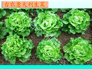 �_�r���������-���˷N��-�_�r�N��