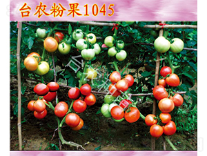 �_�r(n��ng)�۹�1045-���ѷN��-�_�r(n��ng)�N��