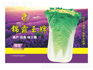 �ײ˷N��--����