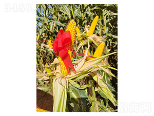 ���׷N��-����939-�����r(n��ng)�I(y��)