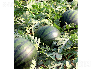 ɯ�ۼ�-���ϷN��-���r(n��ng)�r(n��ng)�I(y��)