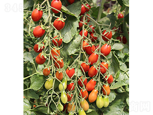 ���r(n��ng)���1̖-С���ѷN��-���r(n��ng)�r(n��ng)�I(y��)