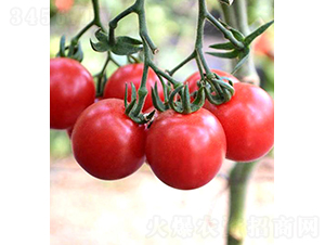 ���r(n��ng)�ѷ�-С���ѷN��-���r(n��ng)�r(n��ng)�I(y��)