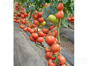 ���r(n��ng)���617-���ѷN��-���r(n��ng)�r(n��ng)�I(y��)