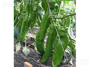 ���Rķ-�����N��-���r(n��ng)�r(n��ng)�I(y��)