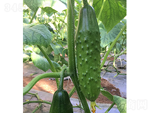 ����̖(h��o)-�S�ϷN��-���r(n��ng)�r(n��ng)�I(y��)