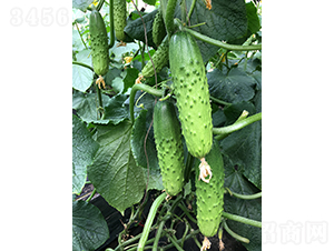 ���r(n��ng)�G��1̖(h��o)-�S�ϷN��-���r(n��ng)�r(n��ng)�I(y��)