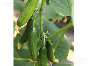 ��Ů-ˮ���S�ϷN��-���r�r�I(y��)