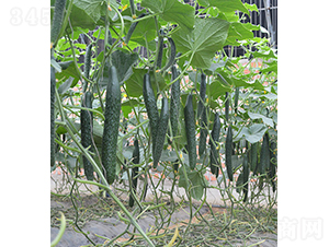 ���S��24-921-�S�ϷN��-���r(n��ng)�r(n��ng)�I(y��)