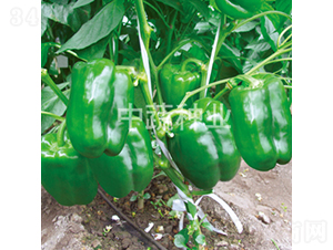 �н�107̖(h��o)-�𽷷N��-���߷N�I(y��)