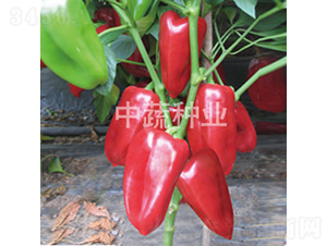 �н����F1̖(h��o)-�𽷷N��-���߷N�I(y��)