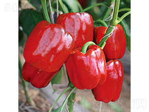 �н�194̖(h��o)-�𽷷N��-���߷N�I(y��)