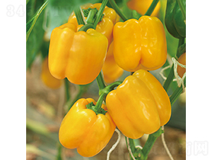 �н��S�@3̖(h��o)-�𽷷N��-���߷N�I(y��)