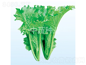 ��M�@-�ײ˷N��-���߷N�I(y��)