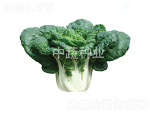 ���1̖-�ײ˷N��-���߷N�I(y��)