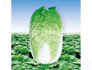 �а�61-�ײ˷N��-���߷N�I(y��)