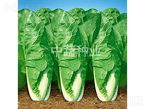 ���߿��1̖-�ײ˷N��-���߷N�I(y��)