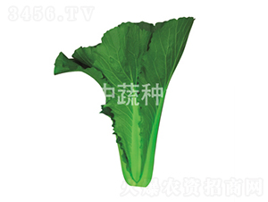 �����G��1̖-�ײ˷N��-���߷N�I(y��)