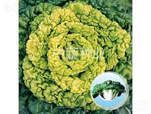 ѩ���-�ײ˷N��-���߷N�I(y��)