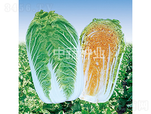 ���t308-�ײ˷N��-���߷N�I(y��)