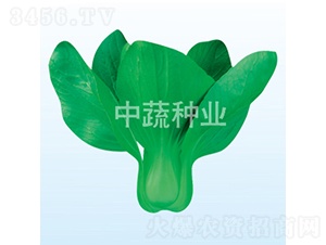 ���P�ײ˷N��-���߷N�I(y��)