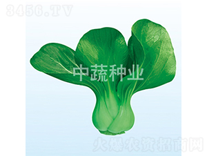 ��Ӣ256-�ײ˷N��-���߷N�I(y��)