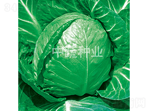 ���Բ����и�11-���{(l��n)�N��-���߷N�I(y��)