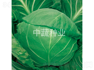 中甘628-甘藍(lán)種子-中蔬種業(yè)