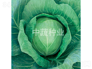中甘588-甘藍(lán)種子-中蔬種業(yè)