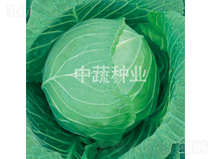 中甘596-甘藍(lán)種子-中蔬種業(yè)