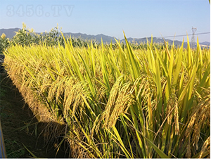 �V���z��3̖(h��o)-ˮ���N��-�V��