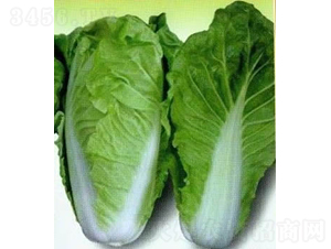 ��ʿ���-С�ײ˷N��-�V��