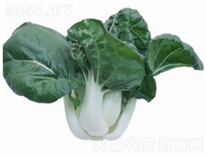 ����141�̰ײ�-С�ײ˷N��-�V��