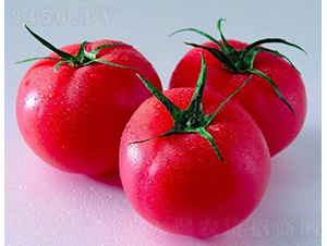 ����ѩ����-���ѷN��-�V��