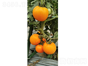 �����12̖(h��o)����-���ѷN��-�V��