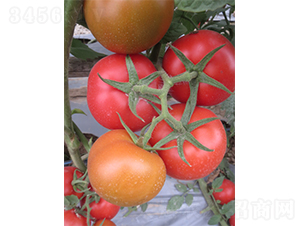 �V��3̖(h��o)-���ѷN��-�V��