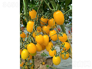 ���1105����-���ѷN��-�V��