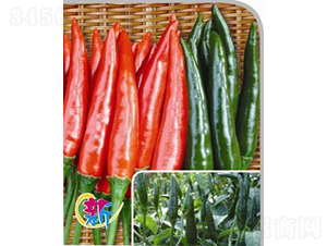 GL-10̖����-�����N��-�V��