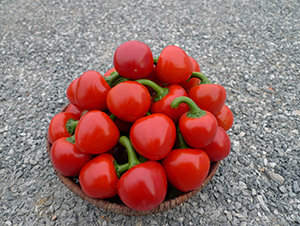 ��ؔ����-�����N��-�V��