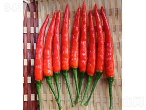 GL-37-�����N��-�V��